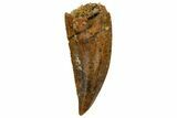 Serrated, Raptor Tooth - Real Dinosaur Tooth #255882-1